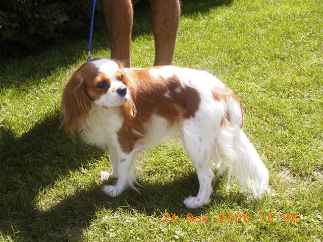 Publication : Des Nobles Ladies' Auteur : Christelle Usanos