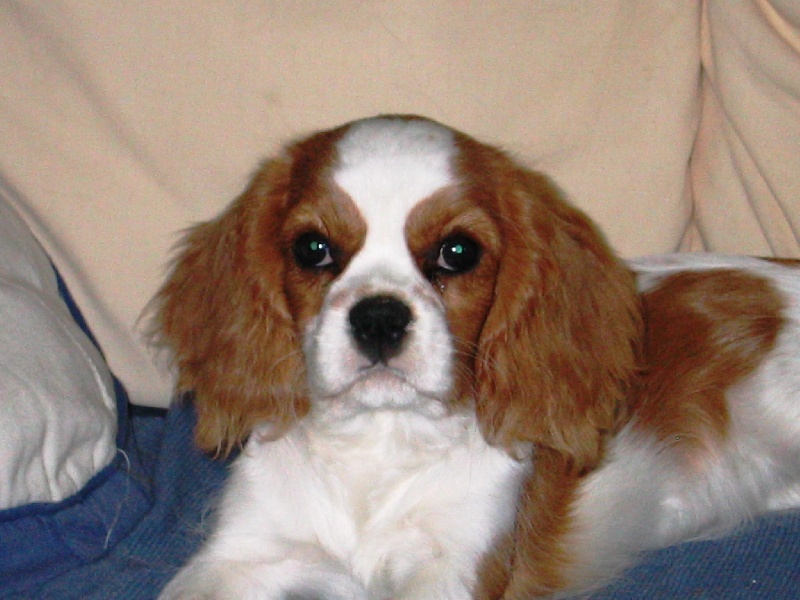 Publication : Des Nobles Ladies' Auteur : Christelle Usanos