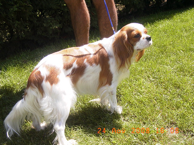 Publication : Des Nobles Ladies' Auteur : Christelle Usanos