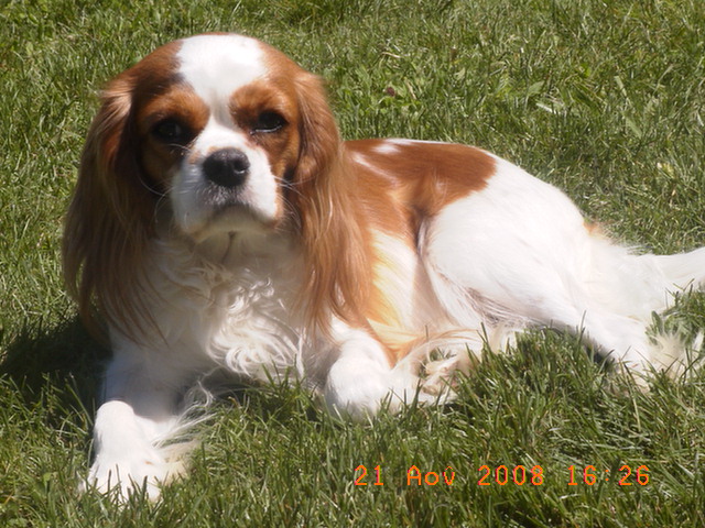 Publication : Des Nobles Ladies' Auteur : Christelle Usanos