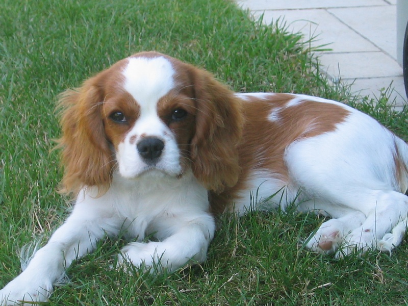 Publication : Des Nobles Ladies' Auteur : Christelle Usanos