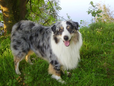 Publication : des Franch'Balzanes