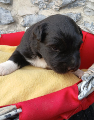 Les chiots de Berger Australien