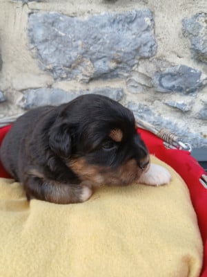 Les chiots de Berger Australien