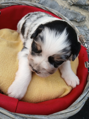 Les chiots de Berger Australien