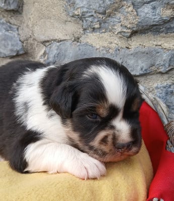 Les chiots de Berger Australien