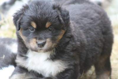 Les chiots de Berger Australien