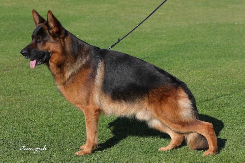 Publication : du Schellenthal Auteur : fabien