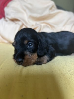 Les chiots de Teckel
