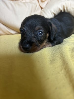 Les chiots de Teckel