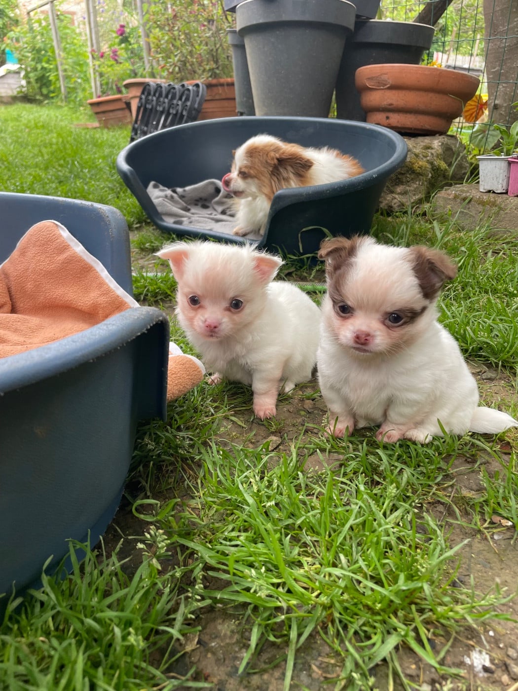 Chiot N°1 - Chihuahua
