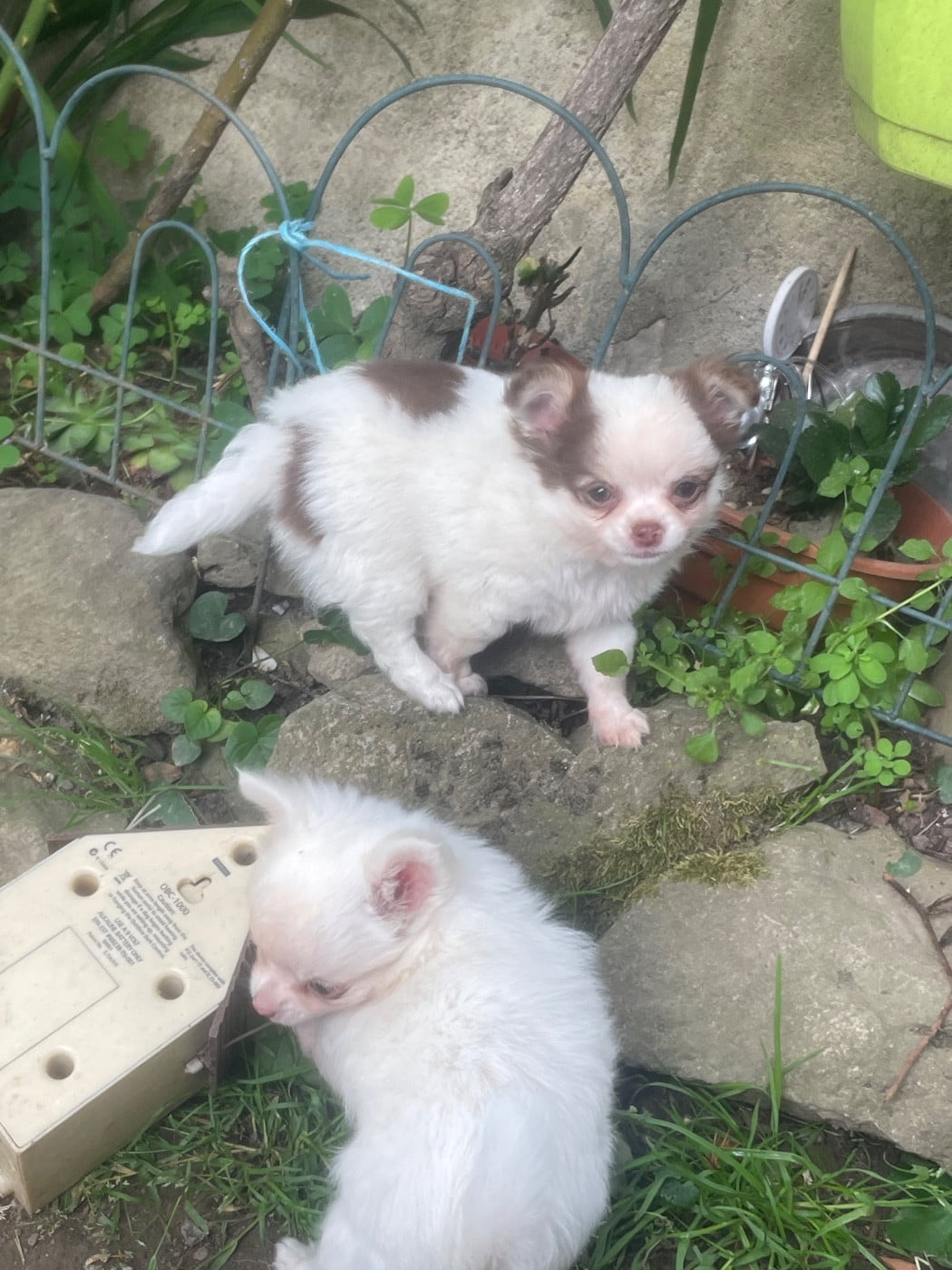 Chiot N°2