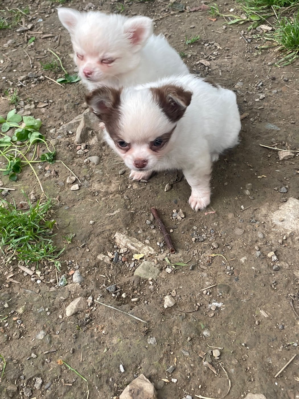 Chiot N°2