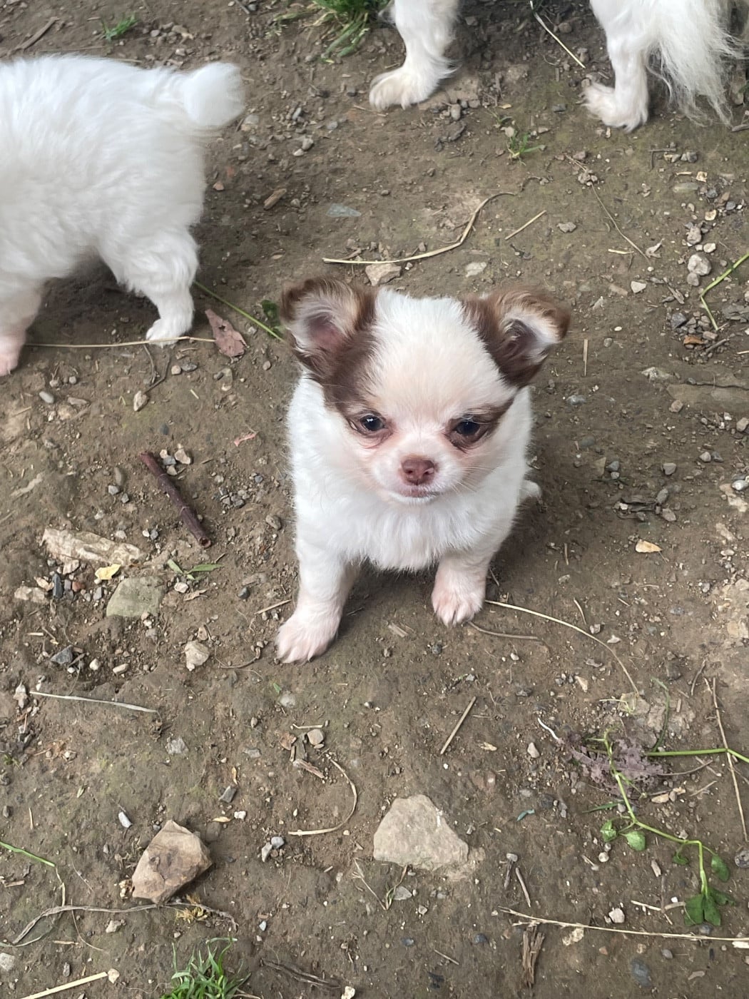 Chiot N°2