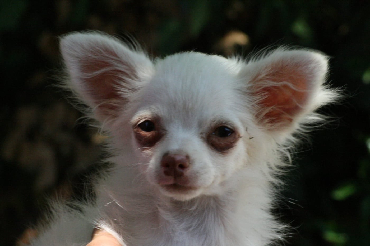 Berlioz