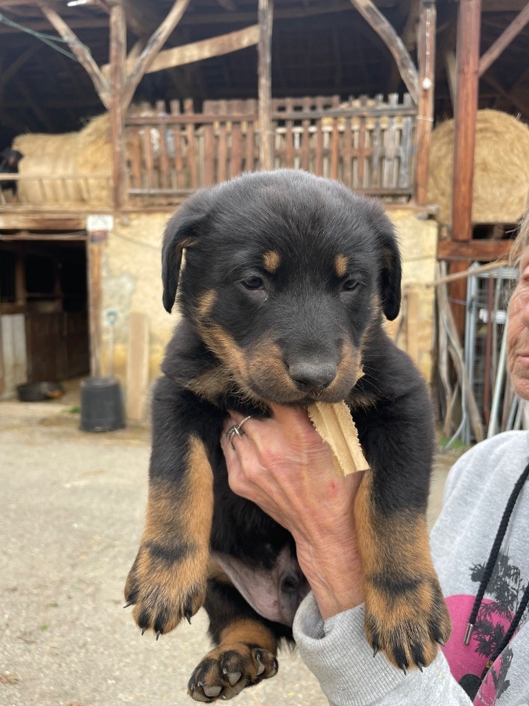 CHIOT collier beige - Berger de Beauce