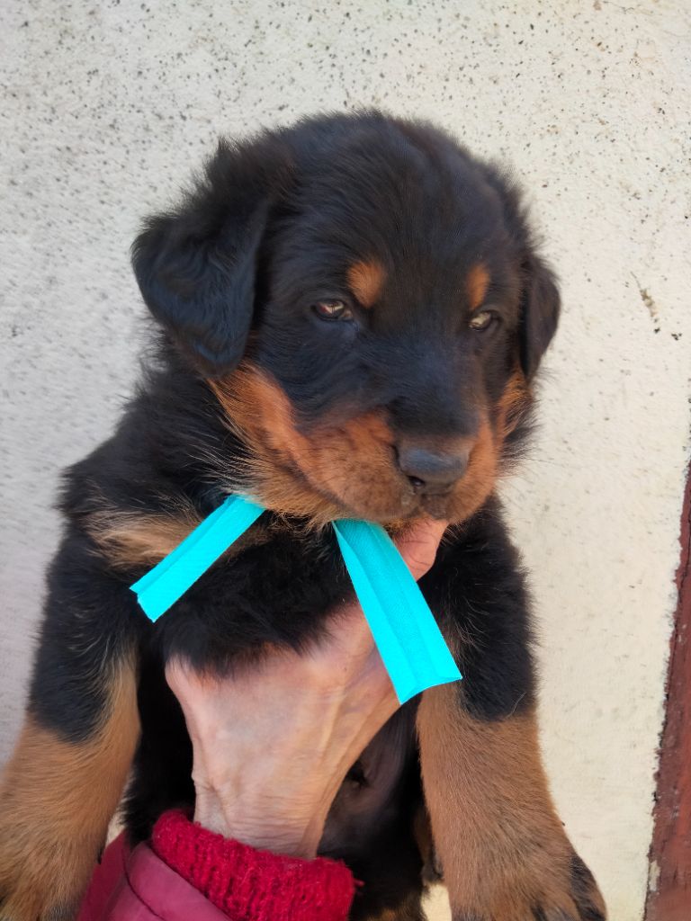 Chiot Elevage de la Combe aux Genêts eleveur de chiens Berger de Beauce