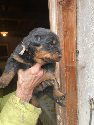 Les chiots de Berger de Beauce
