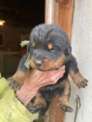 Les chiots de Berger de Beauce