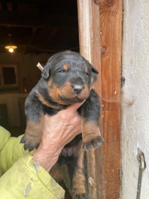 Les chiots de Berger de Beauce