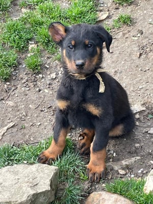 Les chiots de Berger de Beauce