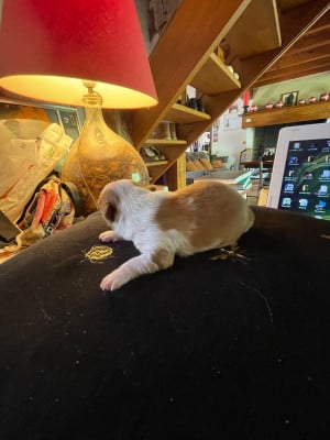 Chihuahua