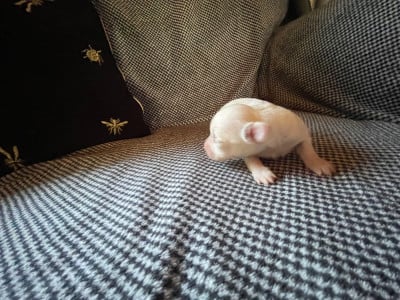Les chiots de Chihuahua