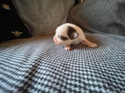 Les chiots de Chihuahua