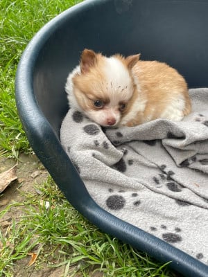 Les chiots de Chihuahua