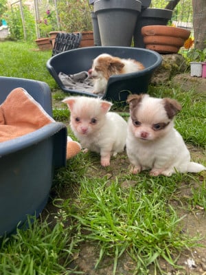 Les chiots de Chihuahua