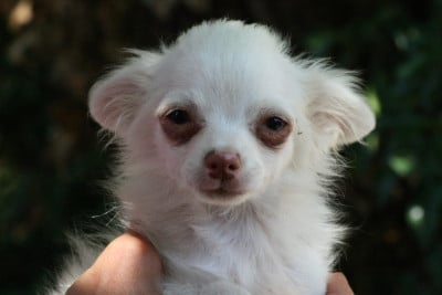Les chiots de Chihuahua