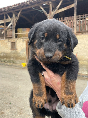 Les chiots de Berger de Beauce