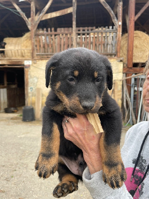 Les chiots de Berger de Beauce