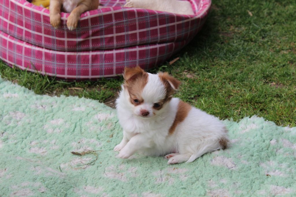 Penelope - Chihuahua