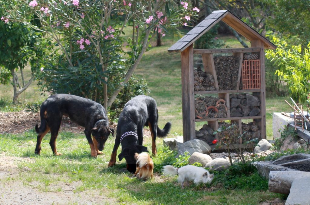 rencontres chihuahua