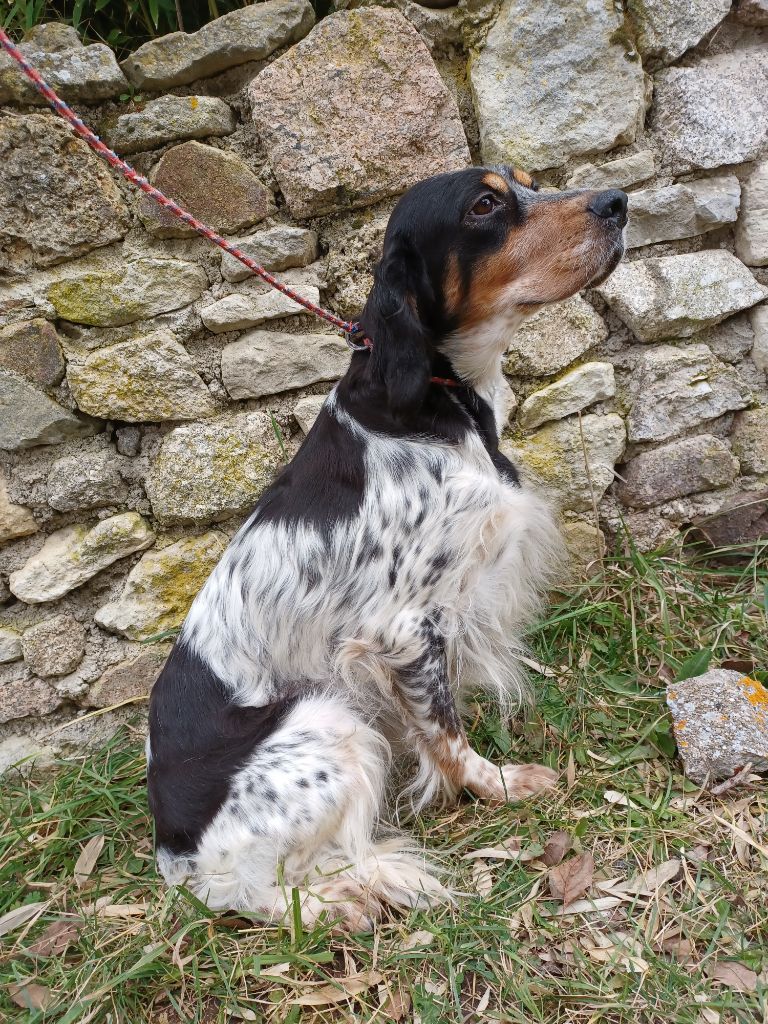 Publication : de la hêtraie pourpre Auteur : ELOISE PAYOT