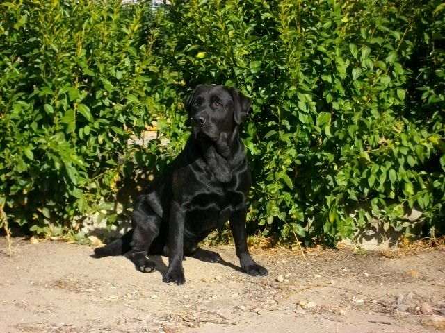 Publication : des Gorges de la Sioule Auteur : ELOISE PAYOT