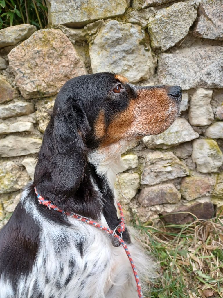 Publication : de la hêtraie pourpre Auteur : ELOISE PAYOT