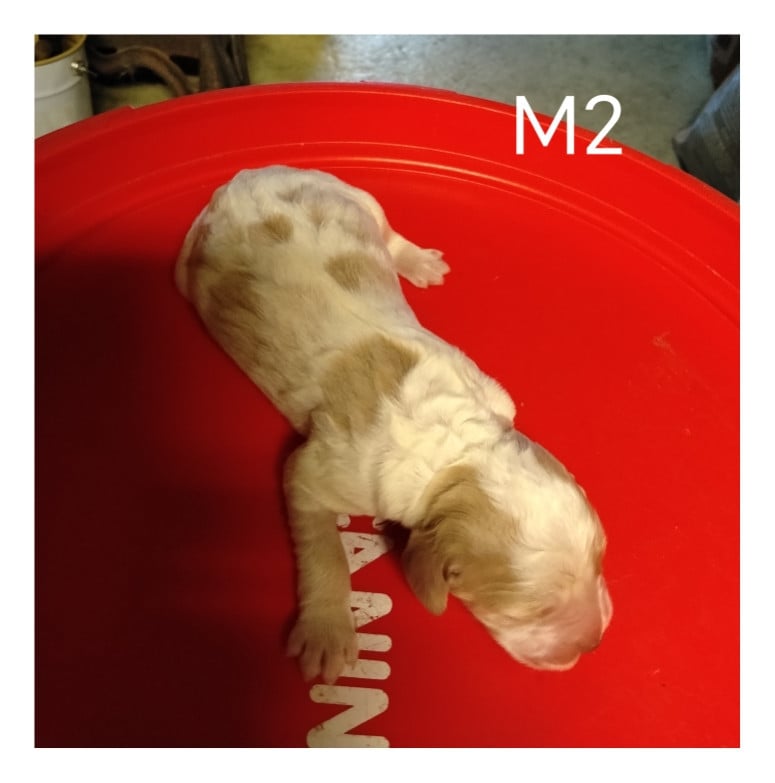 M2