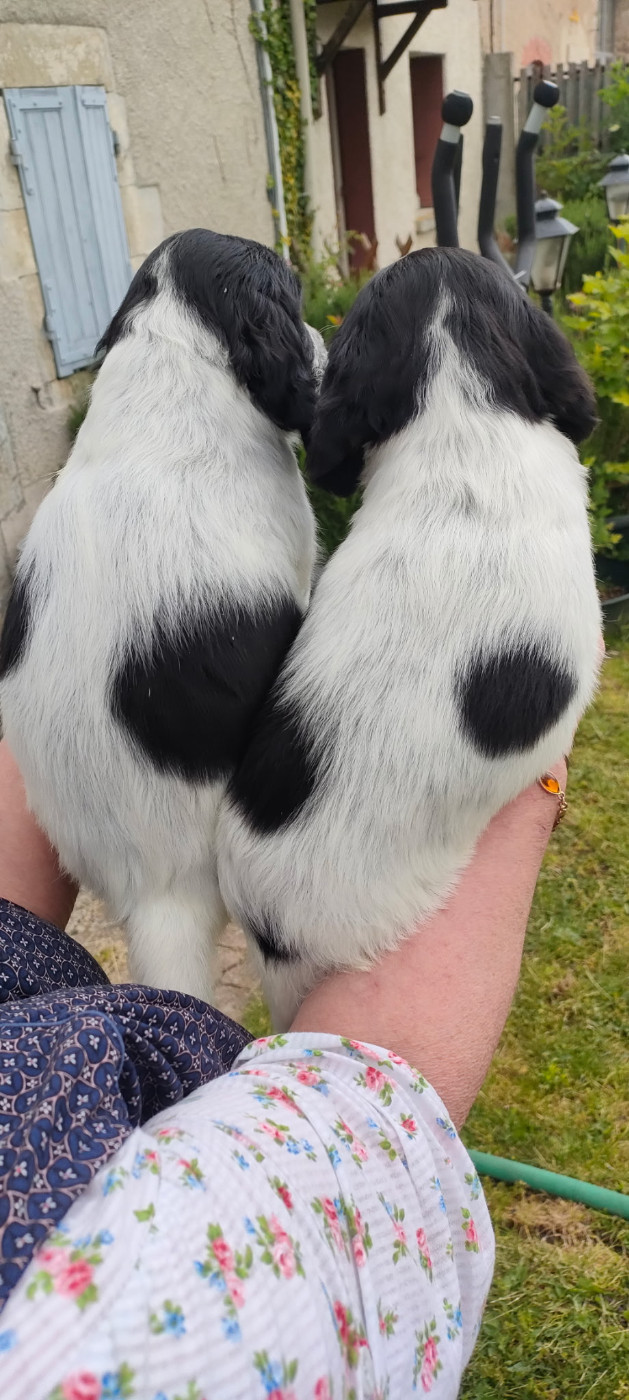 CHIOT 2