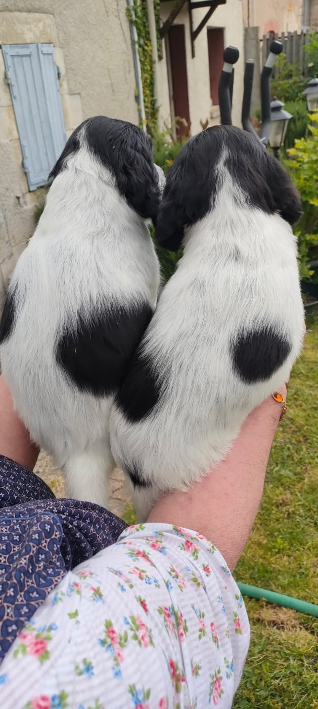 CHIOT 3