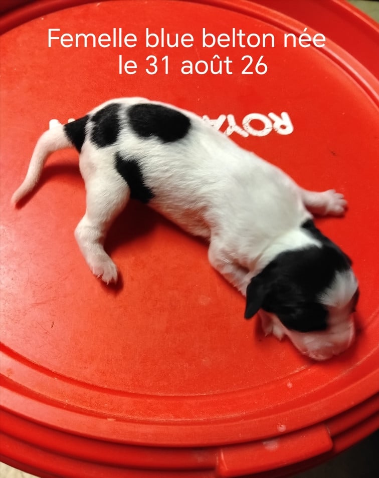 F2 - Setter Anglais