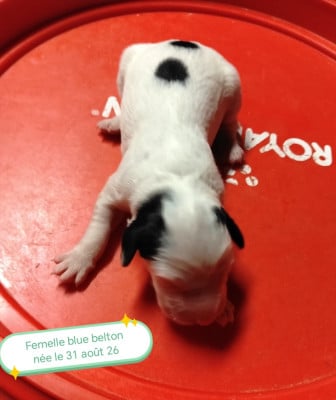 Les chiots de Setter Anglais