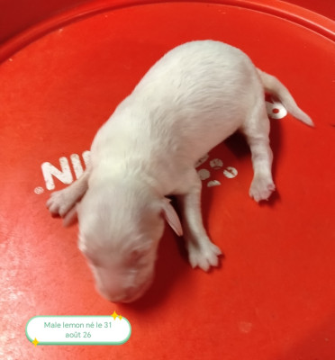 Les chiots de Setter Anglais