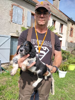 Les chiots de Setter Anglais