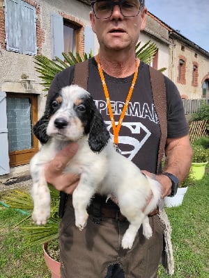 Les chiots de Setter Anglais