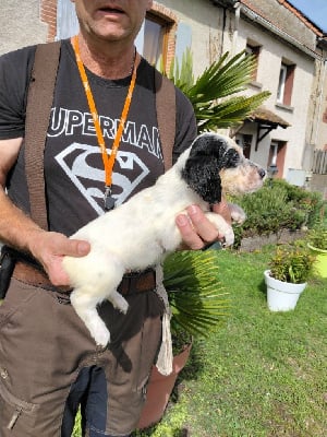 Les chiots de Setter Anglais
