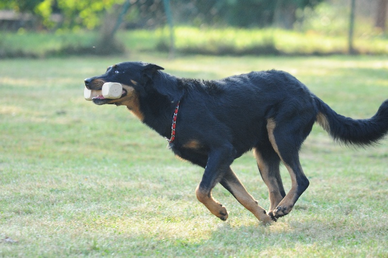Publication : du serment des brumes Auteur : SL