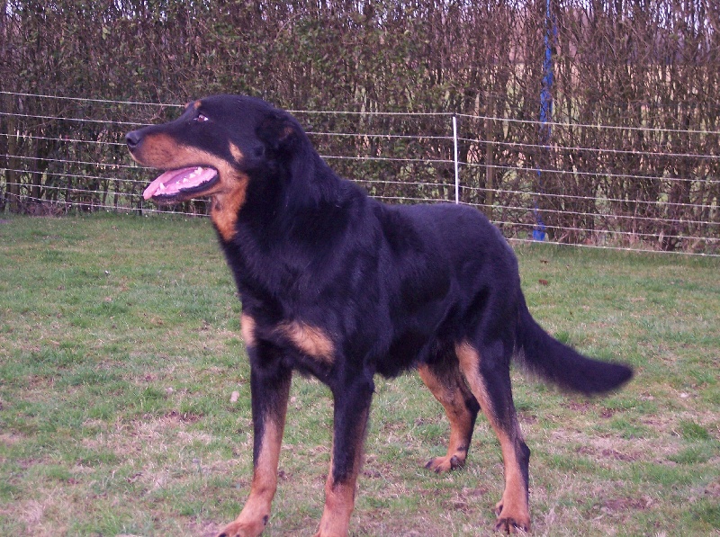 Publication : du serment des brumes Auteur : SL