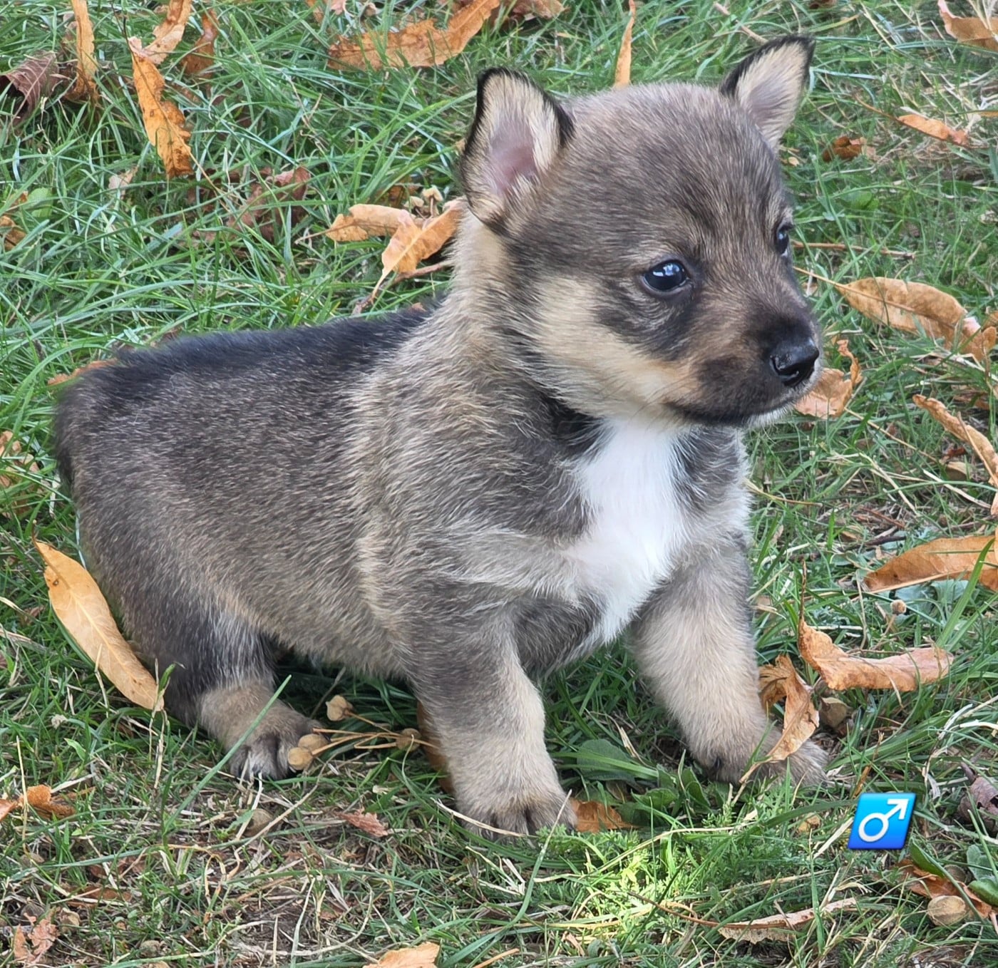 Chiot N°1